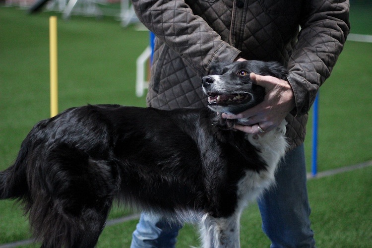 Parc de sport canin