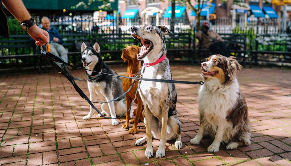 Formation éducation canine, Calais, Coquelles, Boulogne-sur-mer, Dunkerque, Saint-Omer, Le Touquet, Gravelines, Marquise, Wissant, Audruicq, Desvres, Ardres