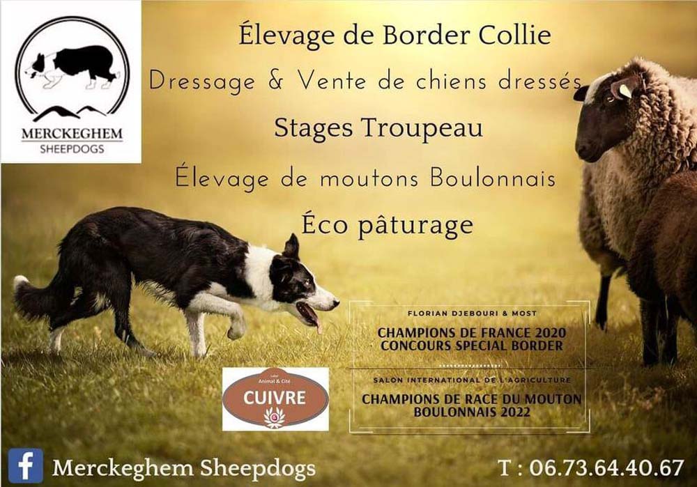 Elevage border collie